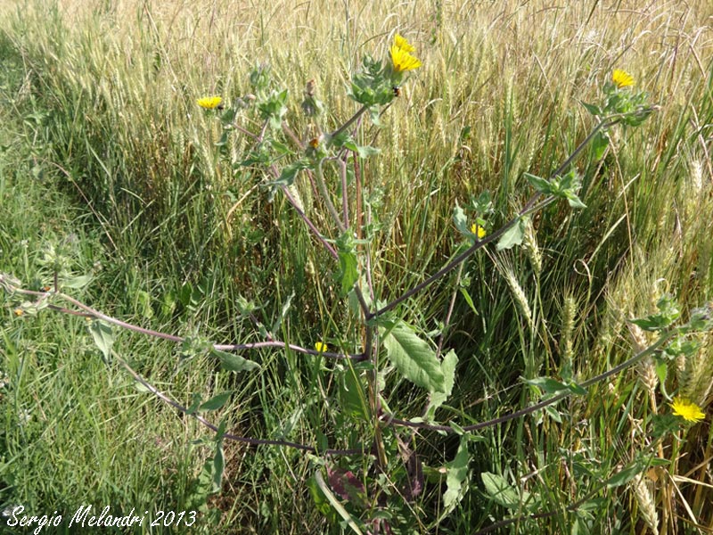 Meloidae da id.: Euzonitis quadrimaculata